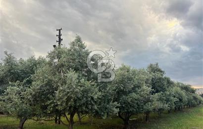 Mersin Akdeniz Tekke ÇİMSA Yakını Satılık Arsa 