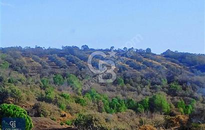 BERGAMA SARICALARDA 8579 m2 SATILIK TARLA