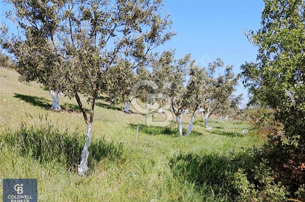 BERGAMA SARICALARDA 8579 m2 SATILIK TARLA