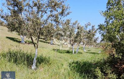 BERGAMA SARICALARDA 8579 m2 SATILIK TARLA
