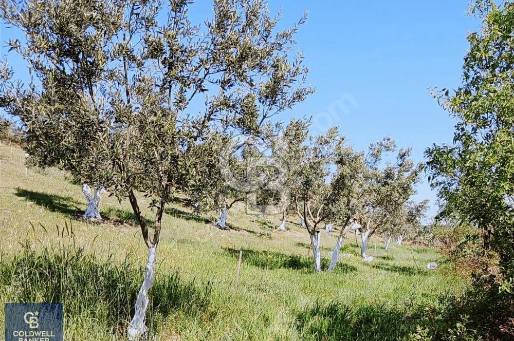 BERGAMA SARICALARDA 8579 m2 SATILIK TARLA