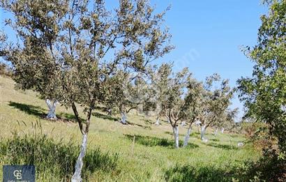 BERGAMA SARICALARDA 8579 m2 SATILIK TARLA