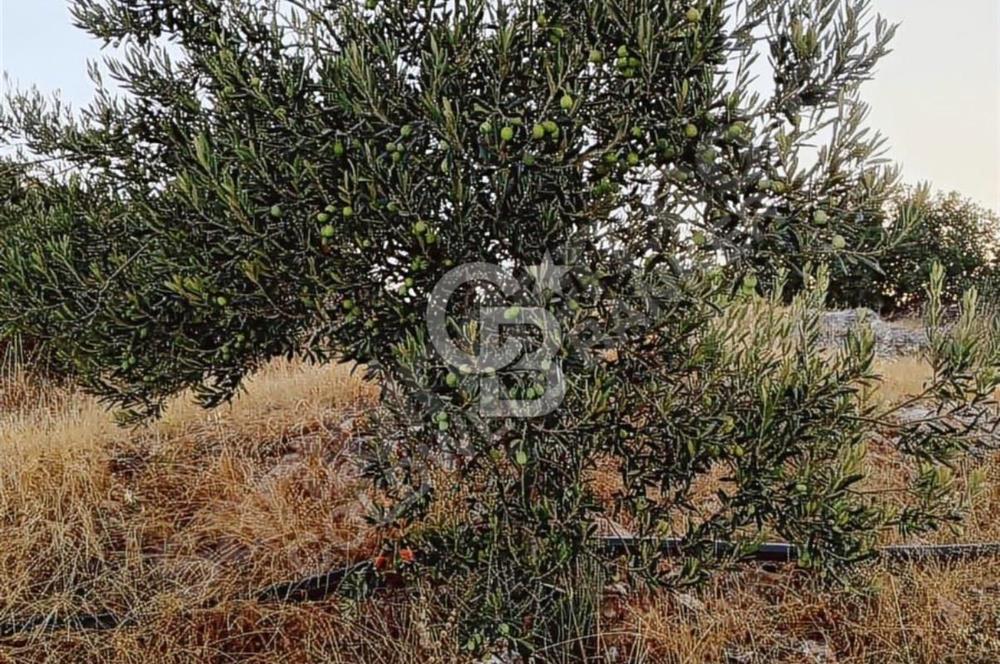 BERGAMA SARICALARDA 8579 m2 SATILIK TARLA