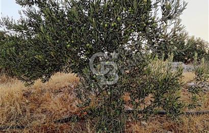BERGAMA SARICALARDA 8579 m2 SATILIK TARLA