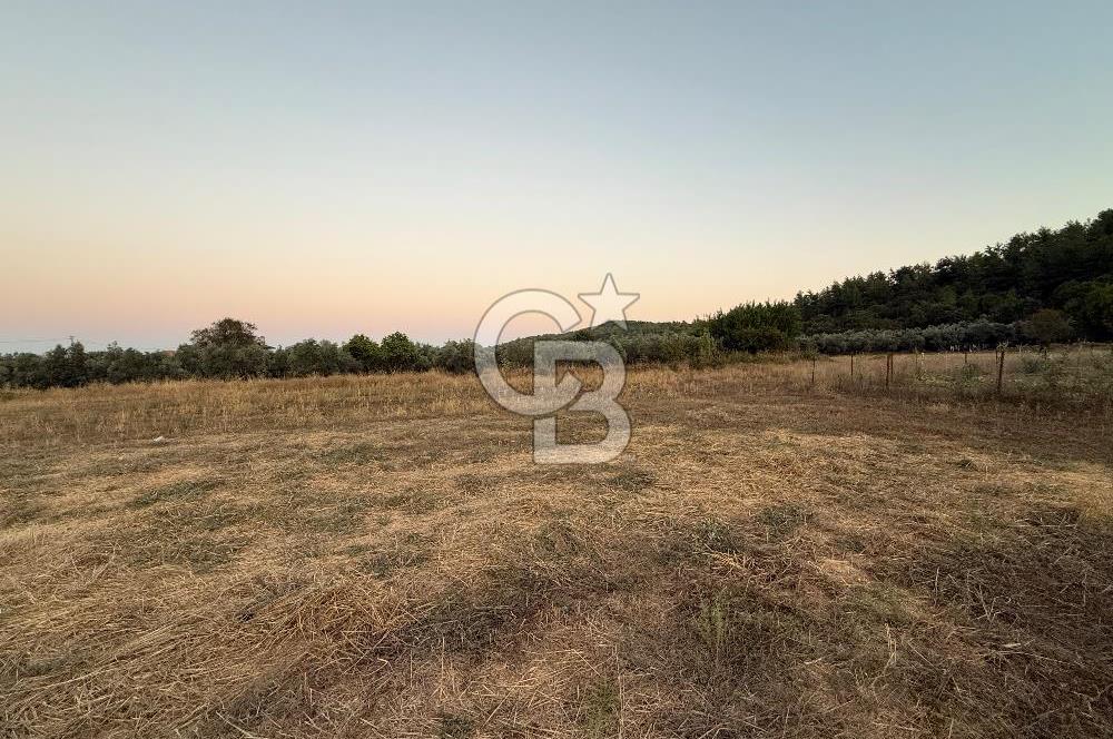 Muğla Menteşe yenice de imar sınırında satılık tarla