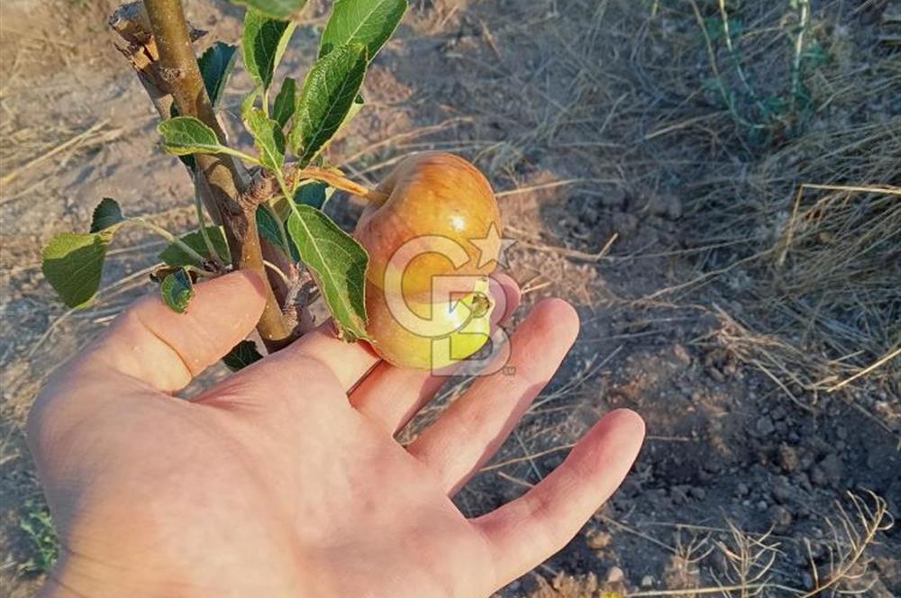 KAHRAMANKAZAN AKÇAÖREN' DE SATILIK TARLA HİSSESİ