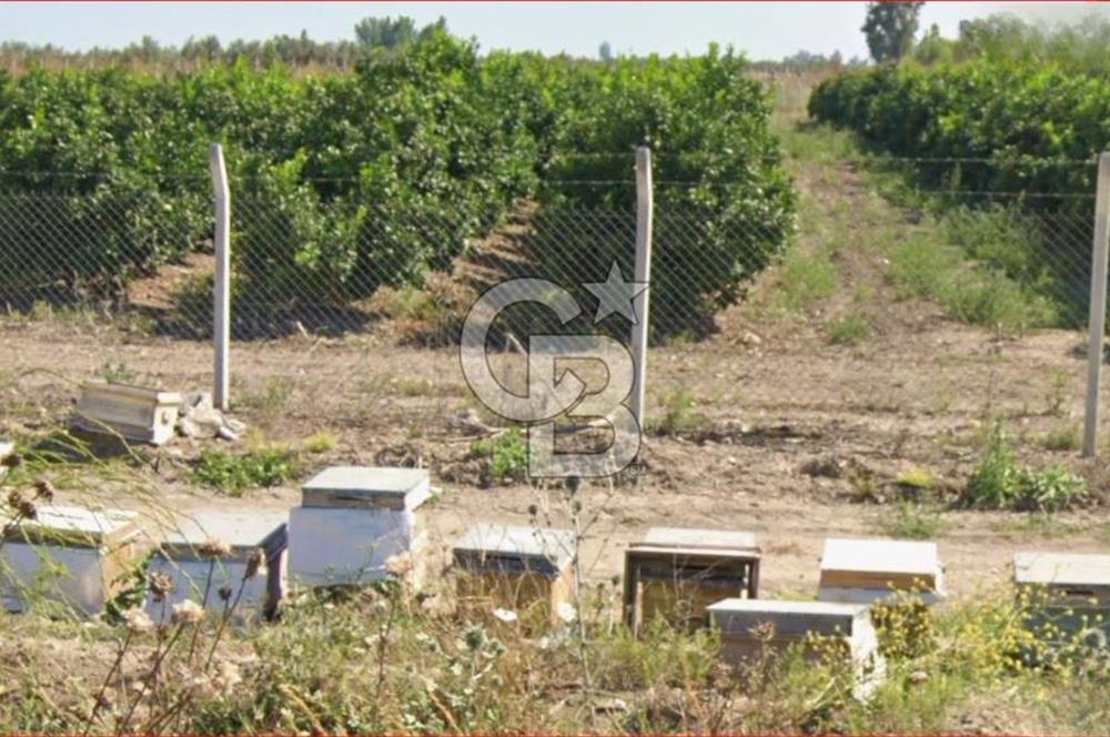 ÇUKUROVA HAVALİMANI YANINDA SATILIK  NARENCİYE BAHÇELERİ