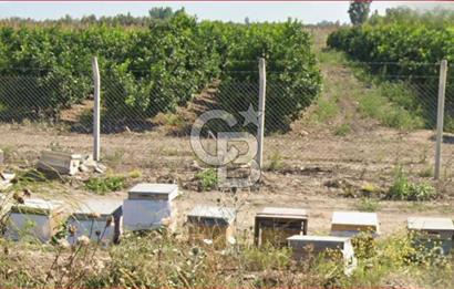 ÇUKUROVA HAVALİMANI YANINDA SATILIK  NARENCİYE BAHÇELERİ