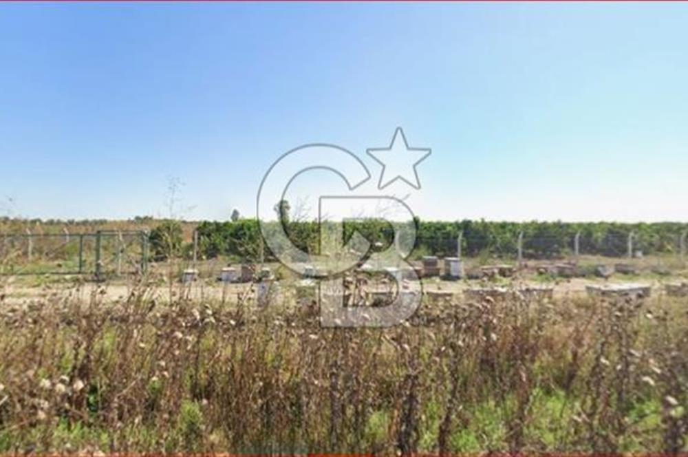 ÇUKUROVA HAVALİMANI YANINDA SATILIK  NARENCİYE BAHÇELERİ
