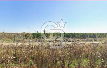 ÇUKUROVA HAVALİMANI YANINDA SATILIK  NARENCİYE BAHÇELERİ