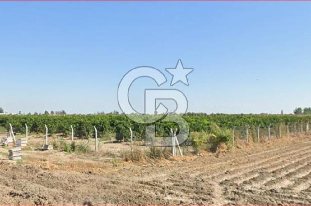 ÇUKUROVA HAVALİMANI YANINDA SATILIK  NARENCİYE BAHÇELERİ