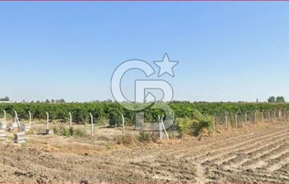 ÇUKUROVA HAVALİMANI YANINDA SATILIK  NARENCİYE BAHÇELERİ