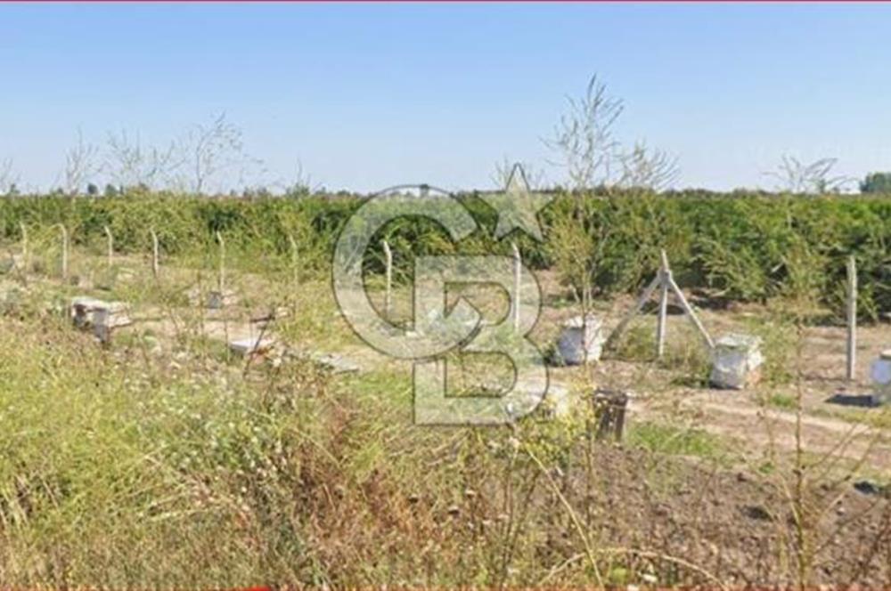 ÇUKUROVA HAVALİMANI YANINDA SATILIK  NARENCİYE BAHÇELERİ