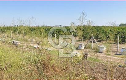 ÇUKUROVA HAVALİMANI YANINDA SATILIK  NARENCİYE BAHÇELERİ