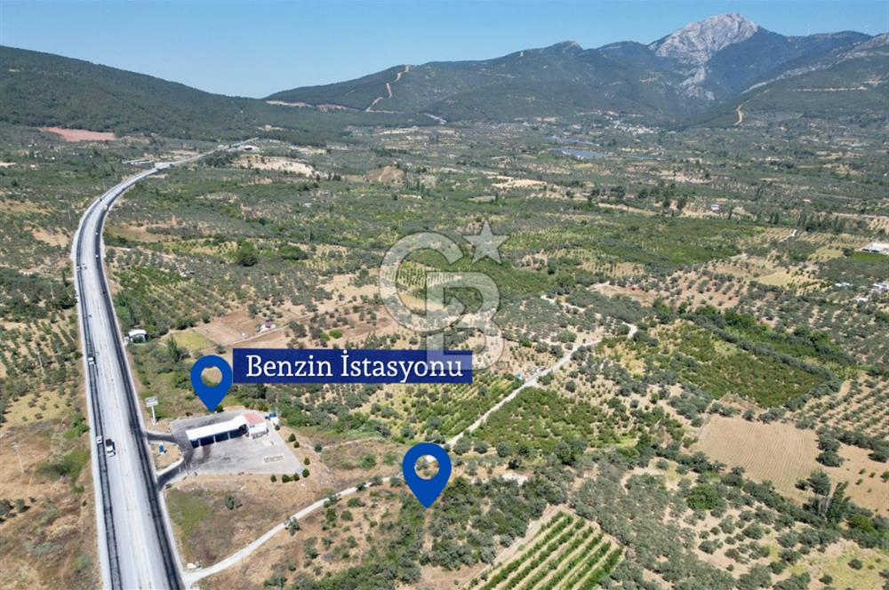 KEMALPAŞA VİŞNELİ'DE 2.483 m2 SATILIK ZEYTİNLİK