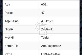 İZNİK GÖLLÜCE DE VERİMLİ ZEYTİNLİK SATILIK 