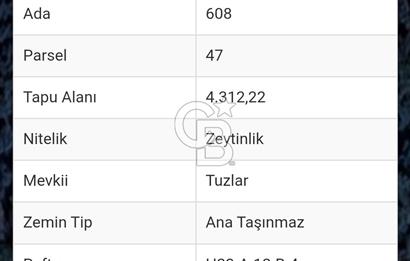 İZNİK GÖLLÜCE DE VERİMLİ ZEYTİNLİK SATILIK 