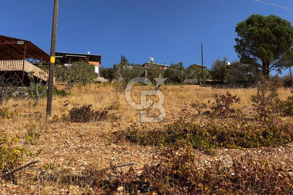 CB'DEN DERELİ'DE TEK TAPU (3.228m2) MERKEZE YAKIN SATILIK BAHÇE