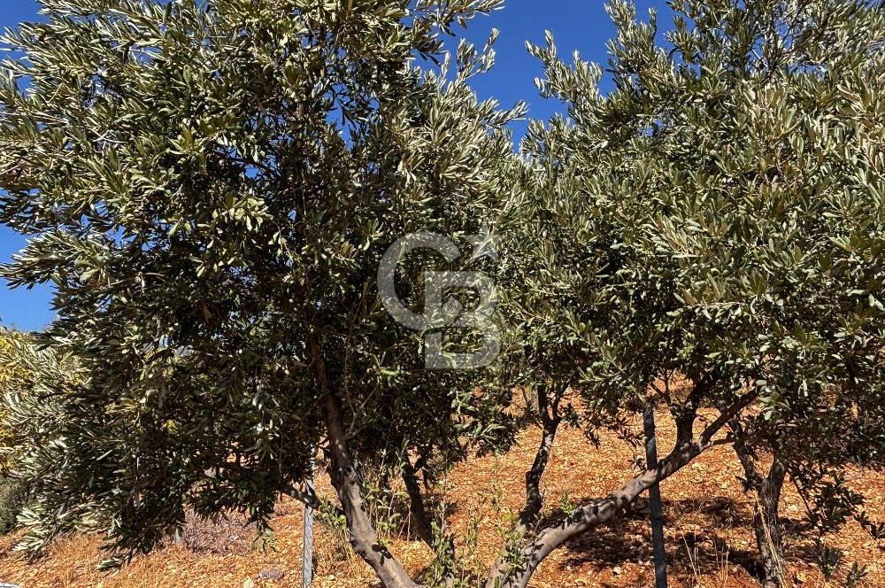 CB'DEN DERELİ'DE TEK TAPU (3.228m2) MERKEZE YAKIN SATILIK BAHÇE