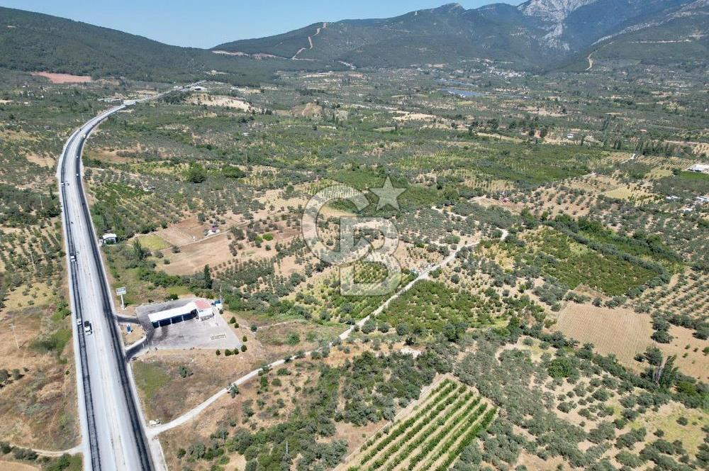 KEMALPAŞA VİŞNELİ'DE 2.483 m2 SATILIK ZEYTİNLİK
