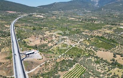 KEMALPAŞA VİŞNELİ'DE 2.483 m2 SATILIK ZEYTİNLİK