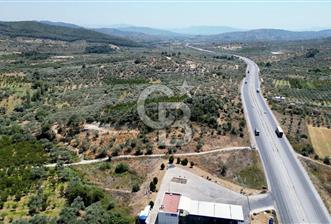 KEMALPAŞA VİŞNELİ'DE 2.483 m2 SATILIK ZEYTİNLİK