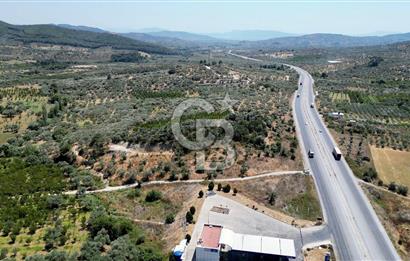 KEMALPAŞA VİŞNELİ'DE 2.483 m2 SATILIK ZEYTİNLİK