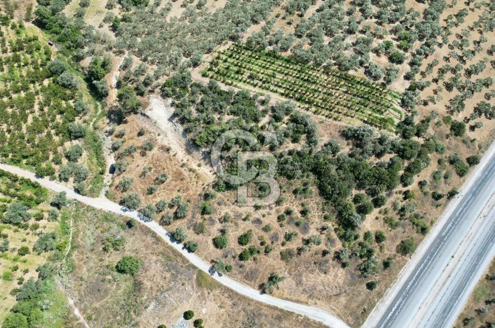 KEMALPAŞA VİŞNELİ'DE 2.483 m2 SATILIK ZEYTİNLİK