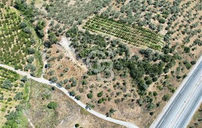 KEMALPAŞA VİŞNELİ'DE 2.483 m2 SATILIK ZEYTİNLİK