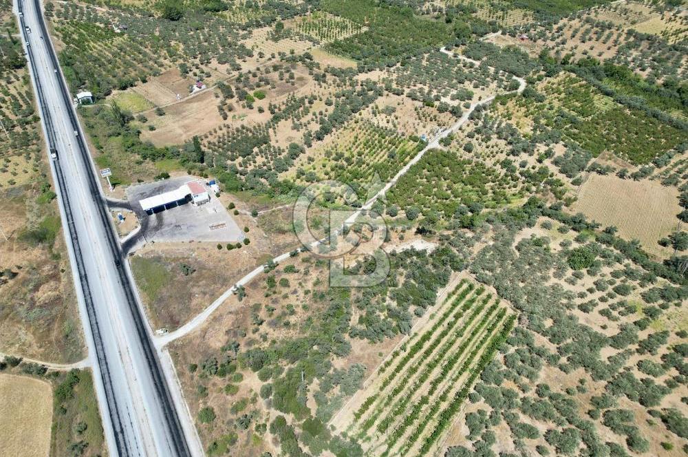 KEMALPAŞA VİŞNELİ'DE 2.483 m2 SATILIK ZEYTİNLİK