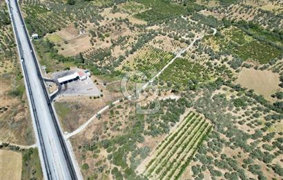 KEMALPAŞA VİŞNELİ'DE 2.483 m2 SATILIK ZEYTİNLİK