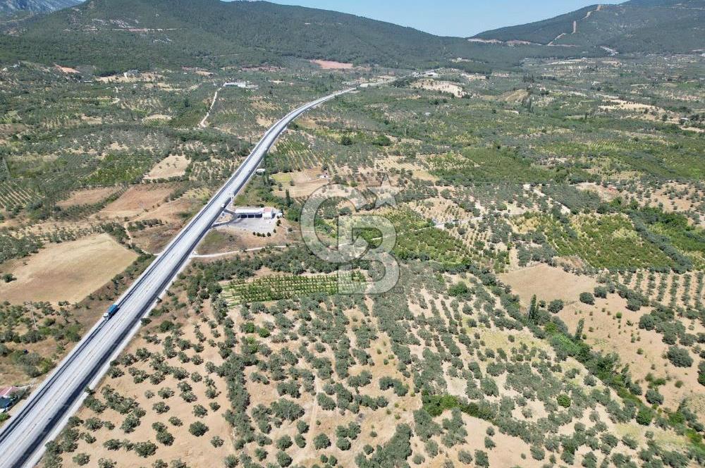 KEMALPAŞA VİŞNELİ'DE 2.483 m2 SATILIK ZEYTİNLİK