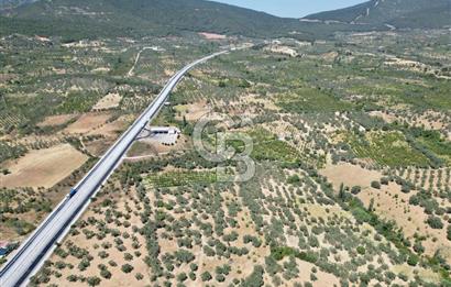 KEMALPAŞA VİŞNELİ'DE 2.483 m2 SATILIK ZEYTİNLİK