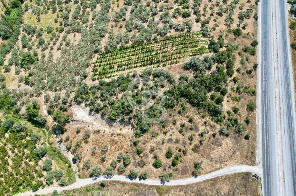 KEMALPAŞA VİŞNELİ'DE 2.483 m2 SATILIK ZEYTİNLİK