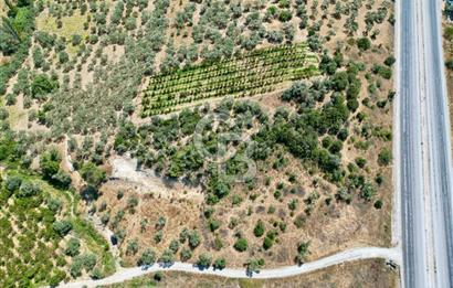 KEMALPAŞA VİŞNELİ'DE 2.483 m2 SATILIK ZEYTİNLİK