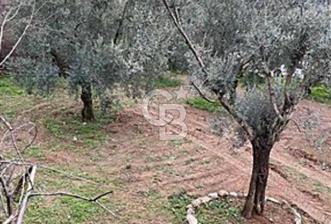 İZNİK DEREKÖY’DE CABERNET BAĞI SATILIK 