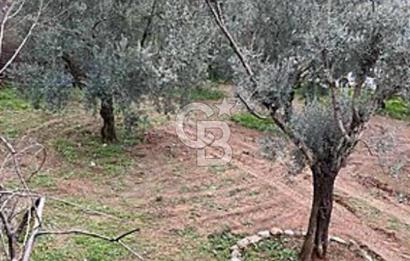 İZNİK DEREKÖY’DE CABERNET BAĞI SATILIK 