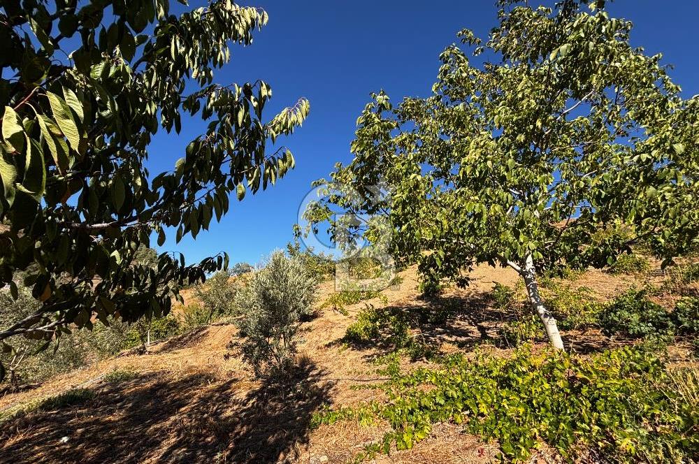 CB'DEN TEK TAPU (2.538 m2) DOĞA MANZARALI SATILIK BAHÇE
