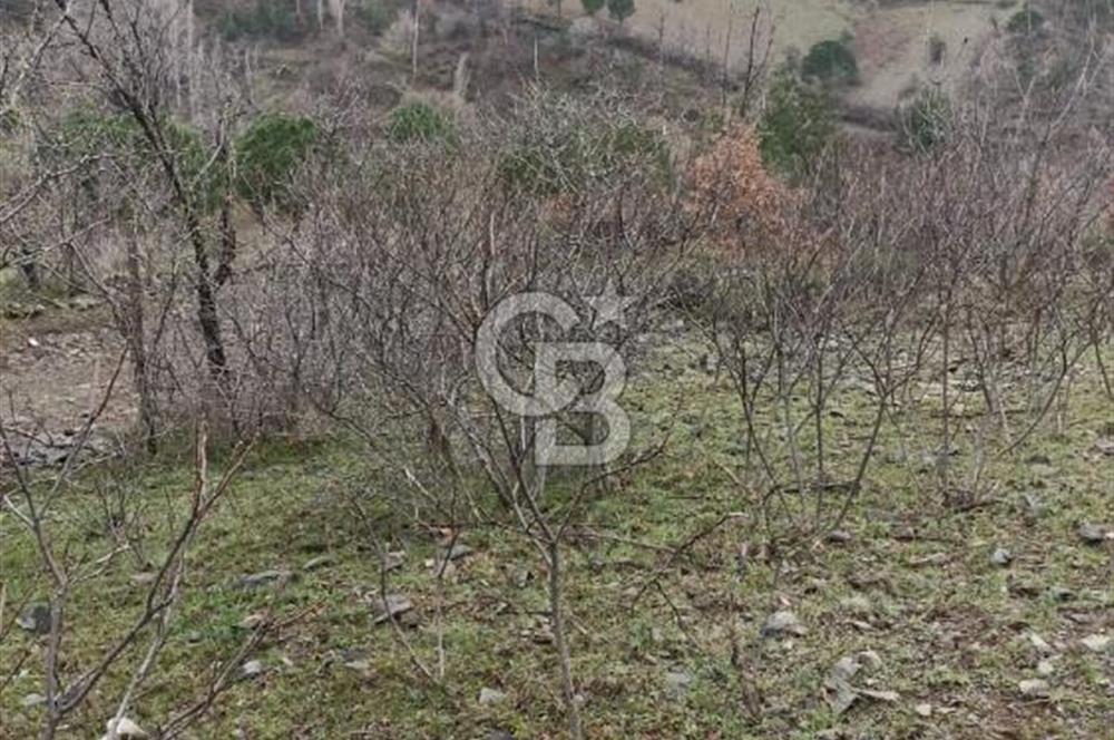 Koye 100m mesafede 2 donum bergamada yola cephe arazi