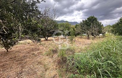 Muğla Köyceğiz Yangı da Yatırım Fırsatı