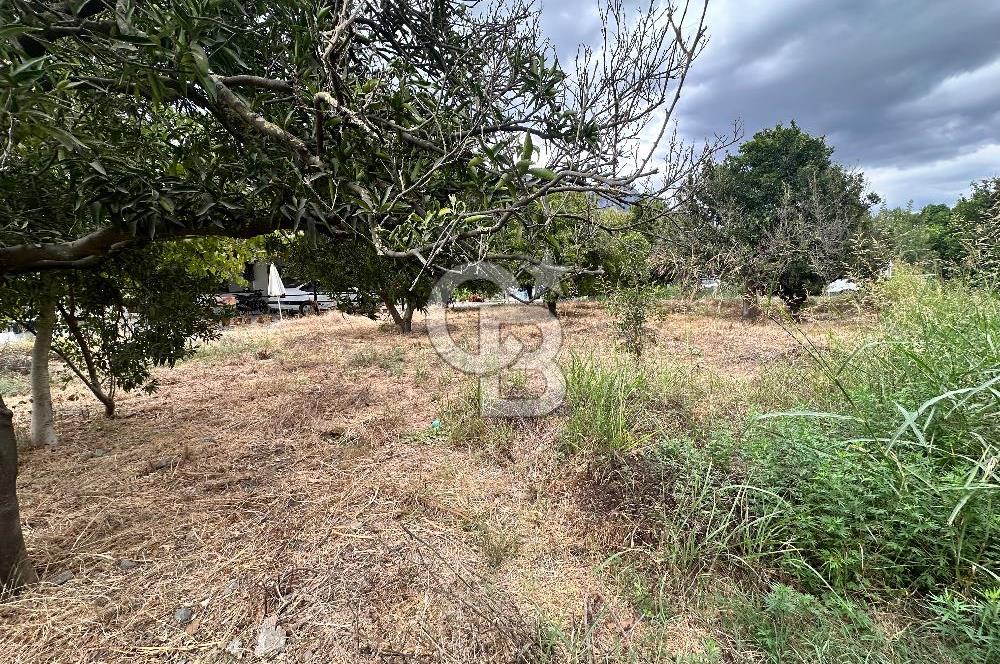 Muğla Köyceğiz Yangı da Yatırım Fırsatı