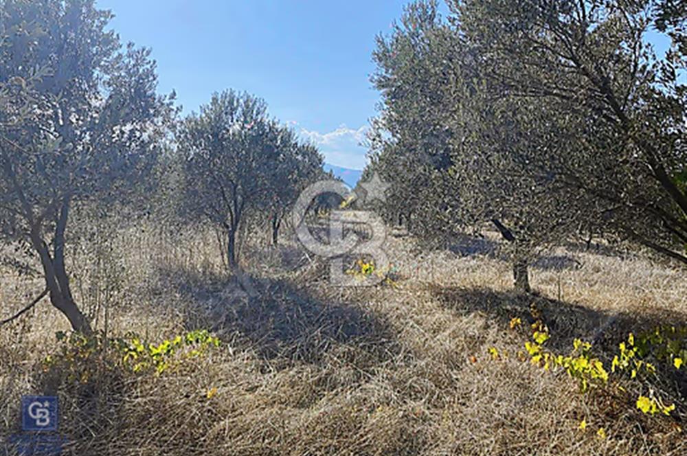 Urla Kuşçular Satılık  9605 M2 Tarla