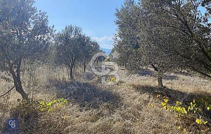 Urla Kuşçular Satılık  9605 M2 Tarla