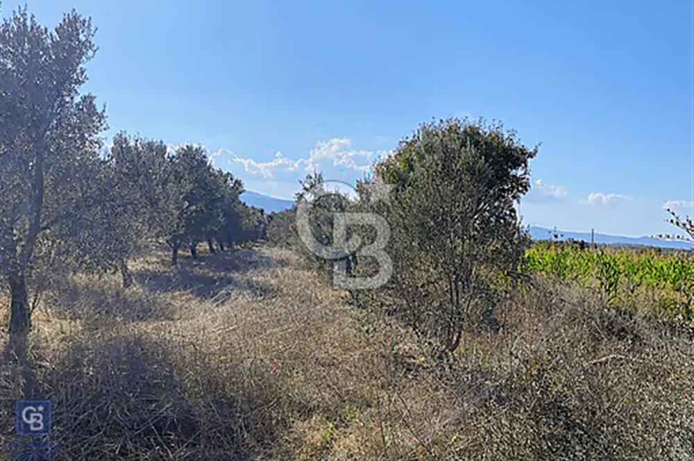 Urla Kuşçular Satılık  9605 M2 Tarla