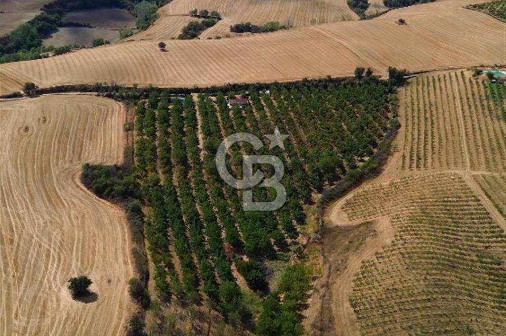 MALKARA GÖNENCE' DE YATIRIM DEĞERİ YÜKSEK 36450 m² CEVİZ BAHÇESİ