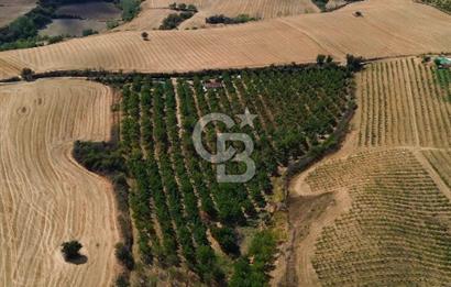MALKARA GÖNENCE' DE YATIRIM DEĞERİ YÜKSEK 36450 m² CEVİZ BAHÇESİ
