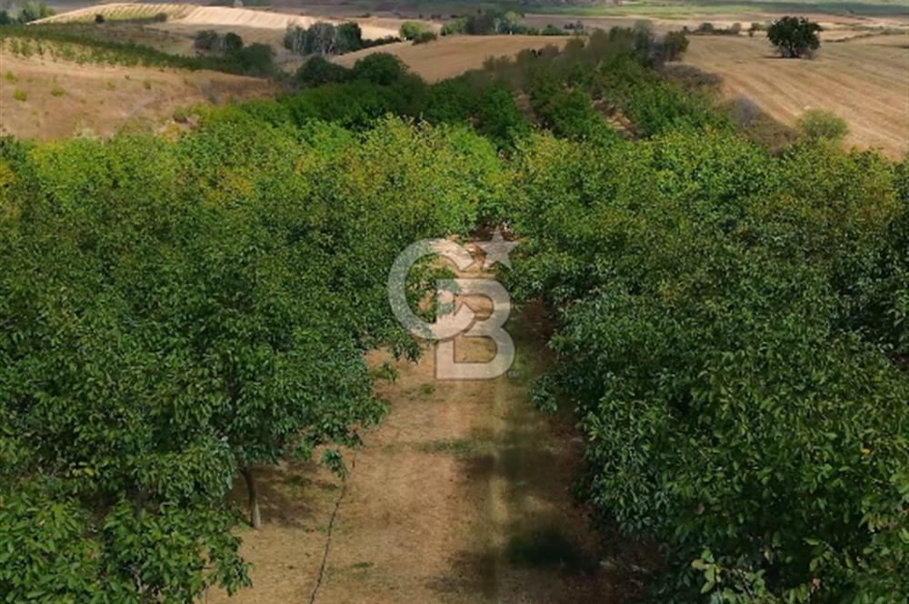 MALKARA GÖNENCE' DE YATIRIM DEĞERİ YÜKSEK 36450 m² CEVİZ BAHÇESİ