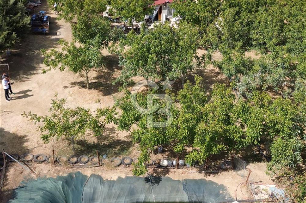 MALKARA GÖNENCE' DE YATIRIM DEĞERİ YÜKSEK 36450 m² CEVİZ BAHÇESİ