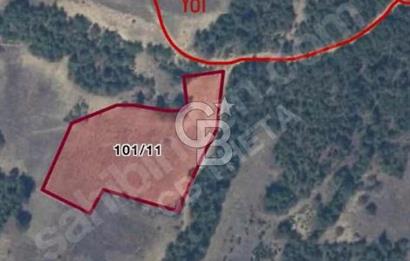 SAKARYA GEYVEDE 9396 m2 YATIRIMLIK TARLA