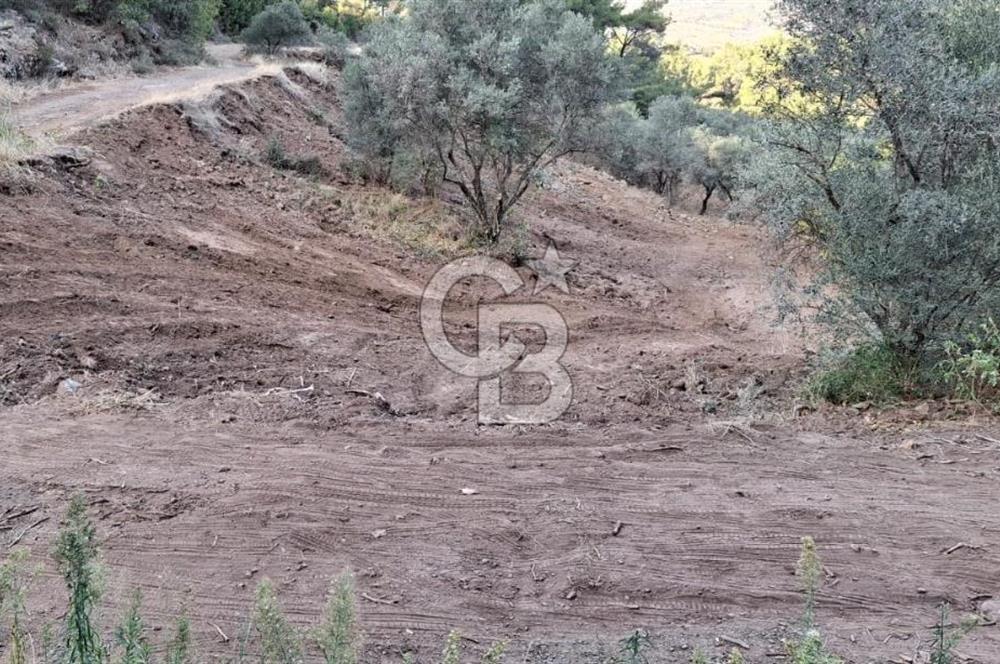 Kemalpaşa Yeşilköy Çatalkavakta 4.821 m² Bağ Arazisi